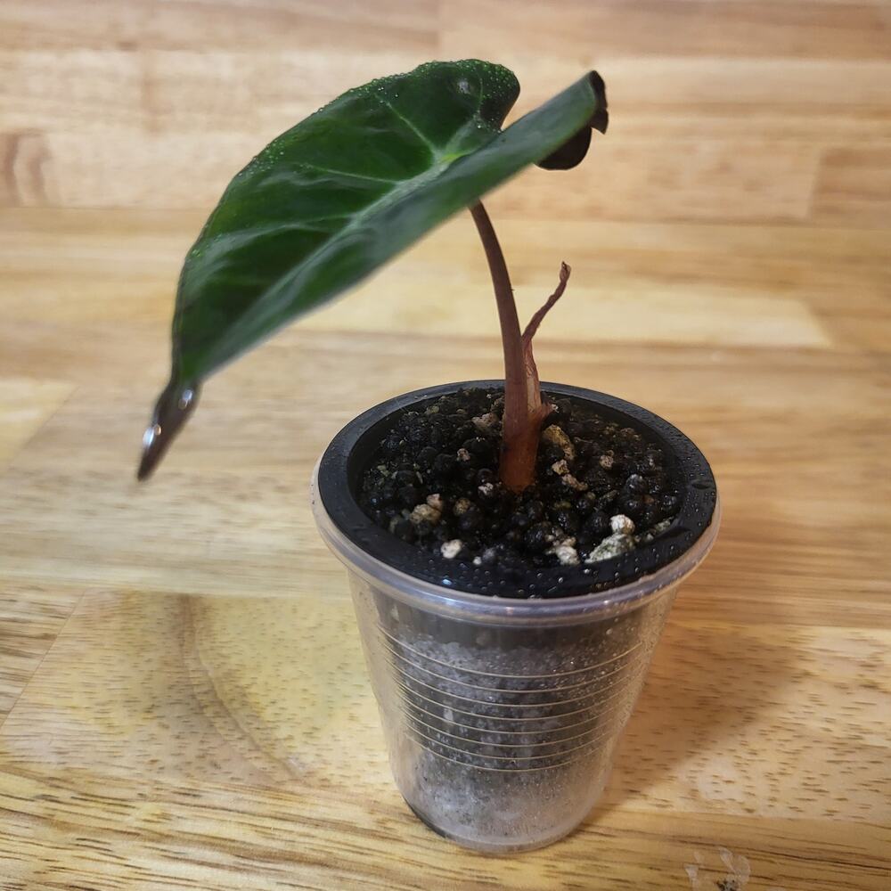 Alocasia Amazonica 'Polly' Elephant Ear Plant - Picture 9 of 12